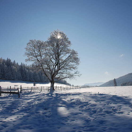 Wintersonne mit verschneiten Baum