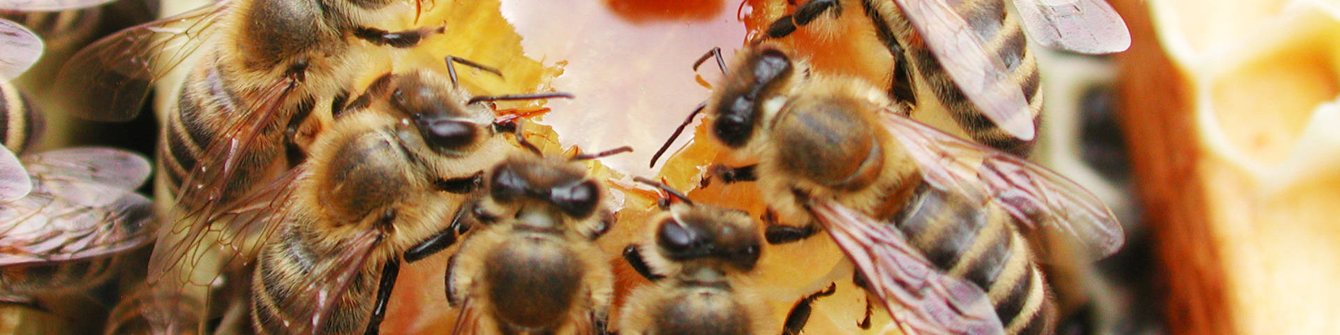 Bienenschwarm bei der Imkerei Kreiner